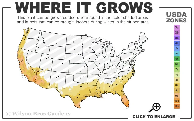 Beavertail Prickly Pear Cactus - 3 Gallon Pot 3 Beavertail Prickly Pear Cactus - 3 Gallon Pot - Image 3