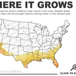 Little John Dwarf Red Bottlebrush (Callistemon Citinus) - 3 Gallon Pot -Green Garden Outdoor Shop 8a 11 2
