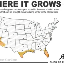 Meyer Lemon Tree (Citrus X Meyeri) - 5 Gallon Pot -Green Garden Outdoor Shop 9a 11