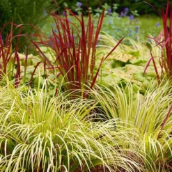 Golden Sweet Flag - Acorus Gramineus 'Ogon' - 1 Gallon Pot -Green Garden Outdoor Shop Acorus Ogon 103