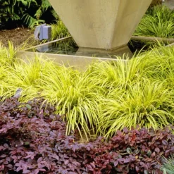 Golden Sweet Flag - Acorus Gramineus 'Ogon' - 10 Pack Of Quart Pots -Green Garden Outdoor Shop Acorus Ogon 104 1