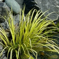 Golden Sweet Flag - Acorus Gramineus 'Ogon' - 1 Gallon Pot -Green Garden Outdoor Shop Acorus Ogon 105