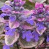 Burgundy Glow Ajuga (Bugleweed) - 6-Pack Of Pint Pots