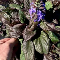 Catlins Giant Ajuga - Bugleweed - 6 Pack Of 3.5" Pint Pots -Green Garden Outdoor Shop Ajuga Catlins Giant 10