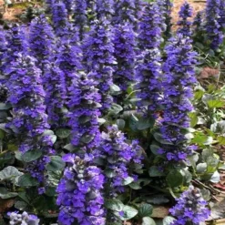 Catlins Giant Ajuga - Bugleweed - 6 Pack Of 3.5" Pint Pots