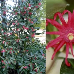 Florida Anise - Illicium Floridanum - 3 Gallon Pot 12 Florida Anise - Illicium Floridanum - 3 Gallon Pot -Green Garden Outdoor Shop Anise Florida 50