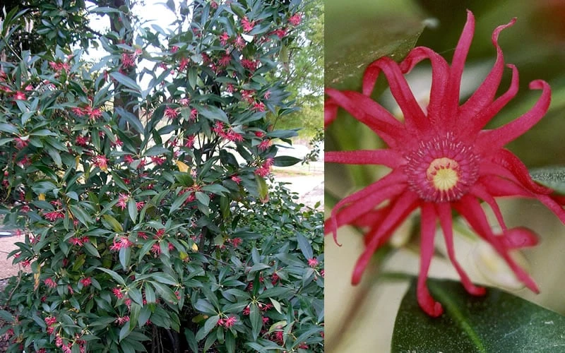 Florida Anise - Illicium Floridanum - 3 Gallon Pot 6 Florida Anise - Illicium Floridanum - 3 Gallon Pot - Image 6