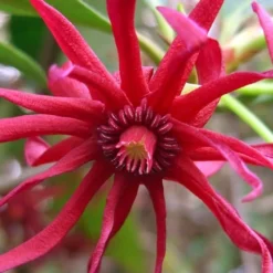Florida Anise - Illicium Floridanum - 3 Gallon Pot 13 Florida Anise - Illicium Floridanum - 3 Gallon Pot -Green Garden Outdoor Shop Anise Florida Flower 50