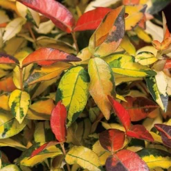 Summer Sunset Asiatic Jasmine - 1 Gallon Pot