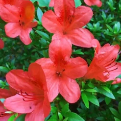 Flame Creeper Dwarf Spreading Azalea - 6 Pack Of 1 Gallon Pots -Green Garden Outdoor Shop Azalea Flame Creeper 11