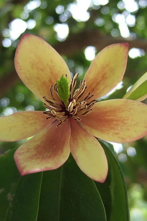 Green Garden Outdoor Shop 37 Green Garden Outdoor Shop -Green Garden Outdoor Shop Banana Shrub Michelia Figo 2 500x750 1