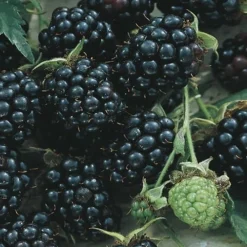 Apache Thornless Blackberry - 6 Pack Of 1 Gallon Pots -Green Garden Outdoor Shop Blackberry Apache BS 2