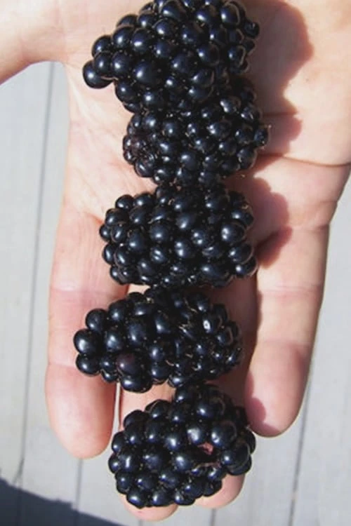 Apache Thornless Blackberry - 1 Gallon Pot 1 Apache Thornless Blackberry - 1 Gallon Pot