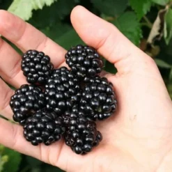 Navaho Thornless Blackberry - 1 Gallon Pot 8 Navaho Thornless Blackberry - 1 Gallon Pot -Green Garden Outdoor Shop Blackberry Navaho 1 2