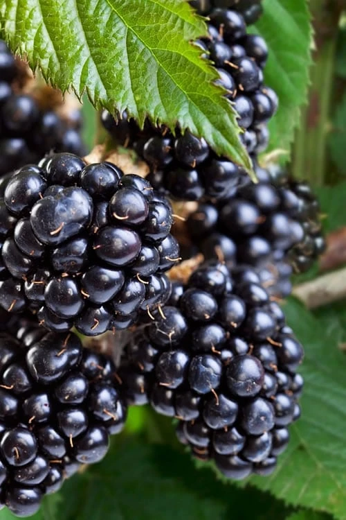 Navaho Thornless Blackberry - 1 Gallon Pot 1 Navaho Thornless Blackberry - 1 Gallon Pot