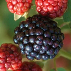 Osage Thornless Blackberry - 6 Pack Of 1 Gallon Pots