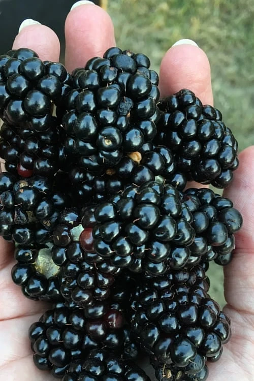 Prime Ark Freedom Blackberry Plant - 1 Gallon Pot 1 Prime Ark Freedom Blackberry Plant - 1 Gallon Pot