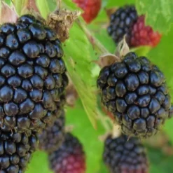 Triple Crown Thornless Blackberry Plant - 3 Gallon Pot 7 Triple Crown Thornless Blackberry Plant - 3 Gallon Pot -Green Garden Outdoor Shop Blackberry Triple Crown