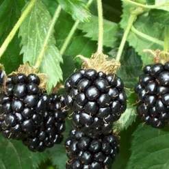 Triple Crown Thornless Blackberry Plant - 3 Gallon Pot