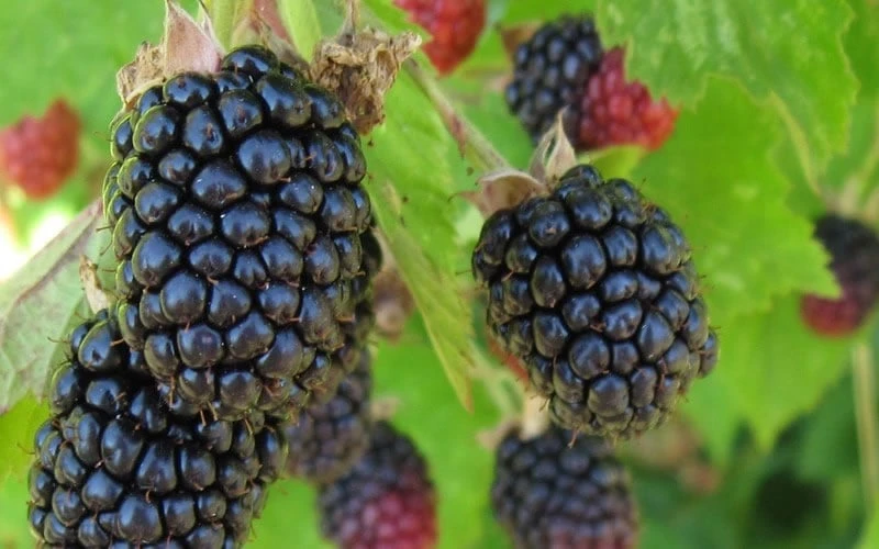 Triple Crown Thornless Blackberry Plant - 3 Gallon Pot 4 Triple Crown Thornless Blackberry Plant - 3 Gallon Pot - Image 4