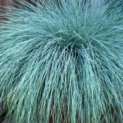 Beyond Blue Festuca (Fescue) - 3 Pack Of Quart Pots -Green Garden Outdoor Shop Blue Fescue Beyond Blue 21 1