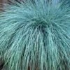 Beyond Blue Festuca (Fescue) - 1 Gallon Pot