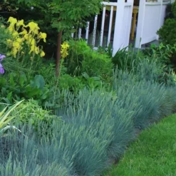 Beyond Blue Festuca (Fescue) - 1 Gallon Pot -Green Garden Outdoor Shop Blue Fescue Beyond Blue 23