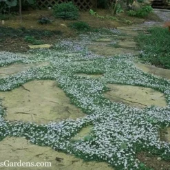 Blue Star Creeper (Laurentia Fluviatilis) - 5 Pack Of Pint Pots 15 Blue Star Creeper (Laurentia Fluviatilis) - 5 Pack Of Pint Pots -Green Garden Outdoor Shop Blue Star Creeper 20