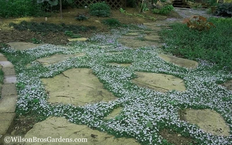 Blue Star Creeper (Laurentia Fluviatilis) - 5 Pack Of Pint Pots 7 Blue Star Creeper (Laurentia Fluviatilis) - 5 Pack Of Pint Pots - Image 7