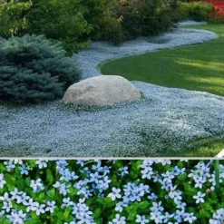 Blue Star Creeper (Laurentia Fluviatilis) - 5 Pack Of Pint Pots 14 Blue Star Creeper (Laurentia Fluviatilis) - 5 Pack Of Pint Pots -Green Garden Outdoor Shop Blue Star Creeper 24