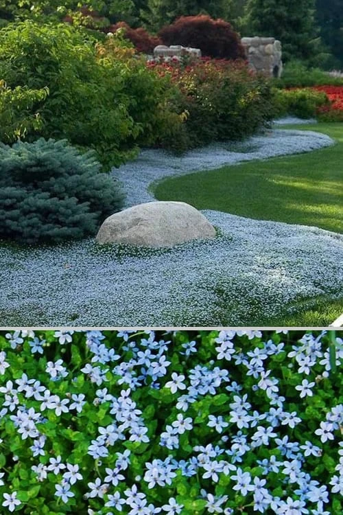 Blue Star Creeper (Laurentia Fluviatilis) - 5 Pack Of Pint Pots 6 Blue Star Creeper (Laurentia Fluviatilis) - 5 Pack Of Pint Pots - Image 6