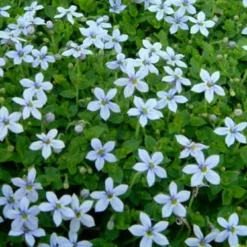 Blue Star Creeper (Laurentia Fluviatilis) - 5 Pack Of Pint Pots 12 Blue Star Creeper (Laurentia Fluviatilis) - 5 Pack Of Pint Pots -Green Garden Outdoor Shop Blue Star Creeper Laurentia 1