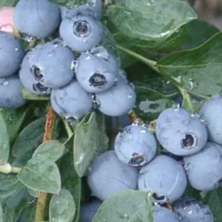 Becky Blue Rabbiteye Blueberry - 2.5 Quart Pot -Green Garden Outdoor Shop Blueberry Becky Blue