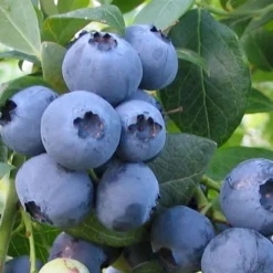 Bless Your Heart Rabbiteye Blueberry - 1 Gallon Pot -Green Garden Outdoor Shop Blueberry Bless Your Heart
