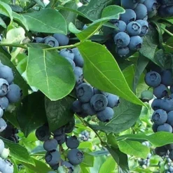 Premier Rabbiteye Blueberry - 7 Gallon Pot 7 Premier Rabbiteye Blueberry - 7 Gallon Pot -Green Garden Outdoor Shop Blueberry Bush Premier 1