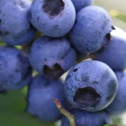 Delite Rabbiteye Blueberry - 3 Gallon Pot 7 Delite Rabbiteye Blueberry - 3 Gallon Pot -Green Garden Outdoor Shop Blueberry Delite 1