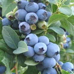 Ochlockonee Rabbiteye Blueberry - 3 Gallon Pot -Green Garden Outdoor Shop Blueberry Ochlockonee