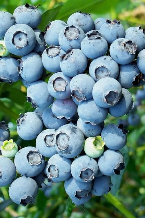 Brightwell Rabbiteye Blueberry - 1 Gallon Pot 1 Brightwell Rabbiteye Blueberry - 1 Gallon Pot