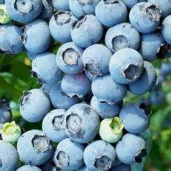 Brightwell Rabbiteye Blueberry - 7 Gallon Pot