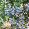 Ochlockonee Rabbiteye Blueberry - 3 Gallon Pot