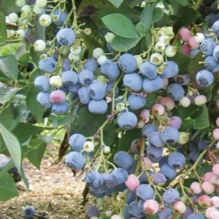Ochlockonee Rabbiteye Blueberry - 3 Gallon Pot