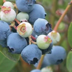 Powderblue Rabbiteye Blueberry - 6 Pack Of 1 Gallon Pots