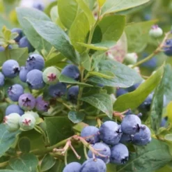 Jubilee Southern Highbush Blueberry - 3 Gallon Pot 7 Jubilee Southern Highbush Blueberry - 3 Gallon Pot -Green Garden Outdoor Shop Blueberry Southern Higbush Jubilee 500x750 1