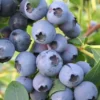 Biloxi Southern Highbush Blueberry - 1 Gallon Pot
