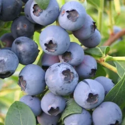Biloxi Southern Highbush Blueberry - 1 Gallon Pot