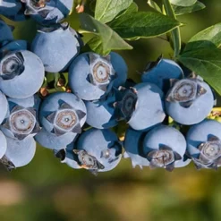 Star Southern Highbush Blueberry - 3 Gallon Pot 7 Star Southern Highbush Blueberry - 3 Gallon Pot -Green Garden Outdoor Shop Blueberry Star