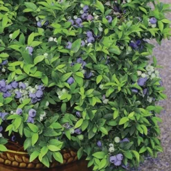 Top Hat Dwarf Blueberry - 1 Gallon Pot -Green Garden Outdoor Shop Blueberry Top Hat 2