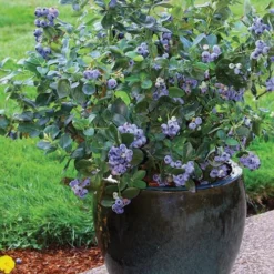 Top Hat Dwarf Blueberry - 1 Gallon Pot -Green Garden Outdoor Shop Blueberry Top Hat 3
