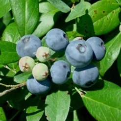 Vernon Rabbiteye Blueberry - 1 Gallon Pot -Green Garden Outdoor Shop Blueberry Vernon