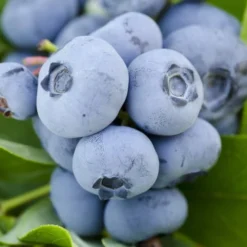 Woodard Rabbiteye Blueberry - 1 Gallon Pot -Green Garden Outdoor Shop Blueberry Woodard